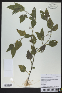 Solanum ptychanthum image