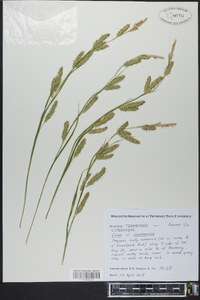 Carex cherokeensis image