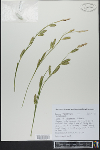 Carex cherokeensis image