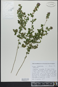 Lespedeza intermedia image