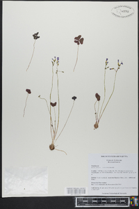 Oxalis violacea image