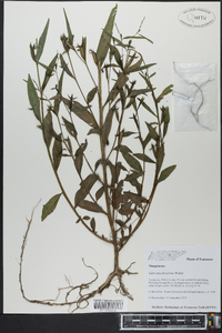 Ludwigia decurrens image