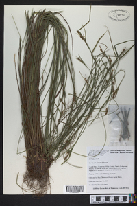 Carex caroliniana image