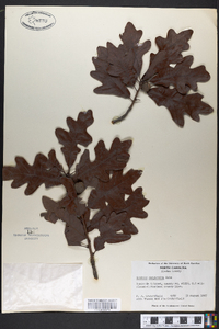 Quercus margaretta image