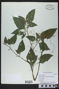 Solanum nigrum image
