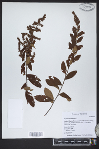Spiraea tomentosa image