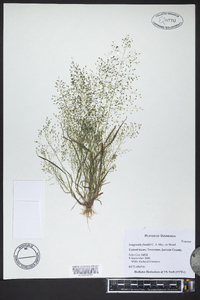 Eragrostis frankii image