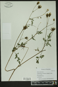 Bidens bipinnata image