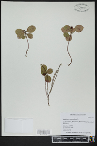 Gaultheria procumbens image