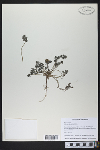 Corydalis flavula image