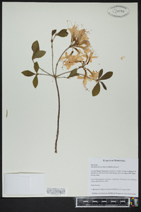 Rhododendron canescens image