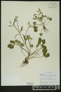 Ranunculus micranthus image