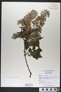 Syringa vulgaris image