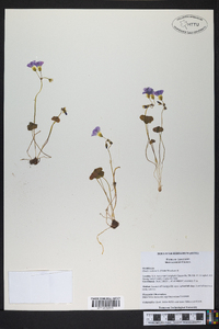 Oxalis violacea image