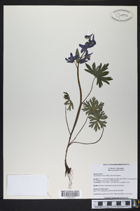 Delphinium tricorne image