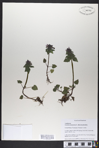 Lamium purpureum image