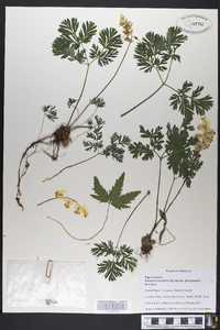 Dicentra cucullaria image