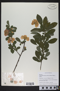 Chaenomeles speciosa image