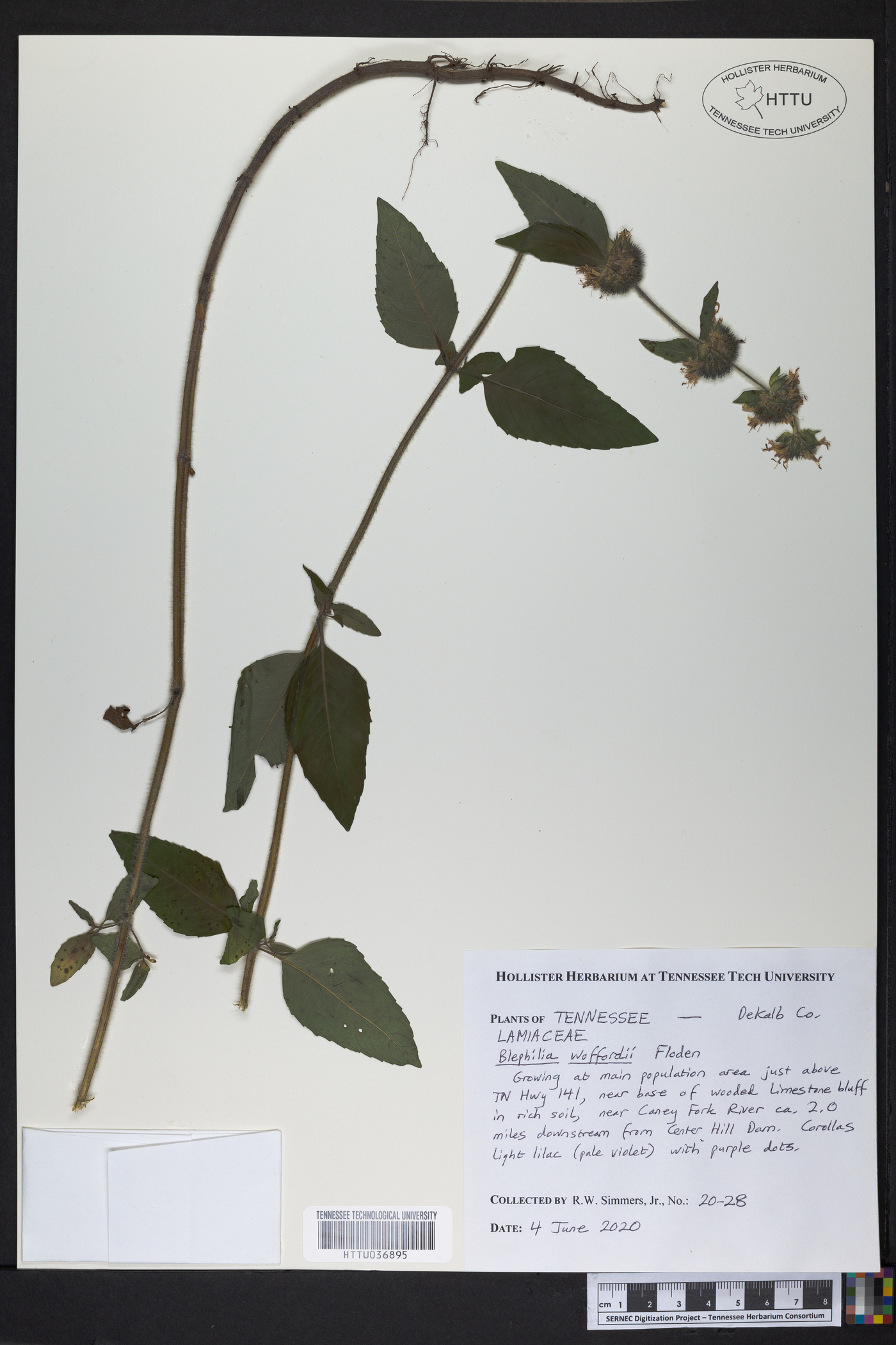 Blephilia woffordii image