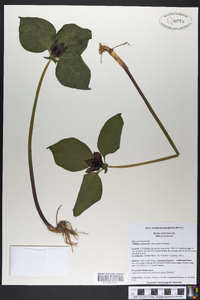 Trillium recurvatum image