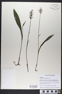 Platanthera clavellata image