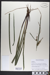 Carex squarrosa image