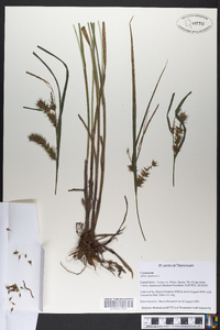 Carex squarrosa image