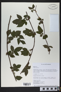 Rubus argutus image