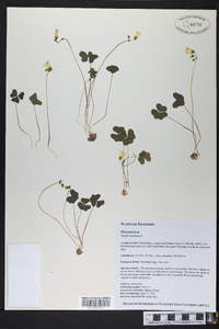 Oxalis montana image