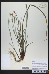 Carex purpurifera image