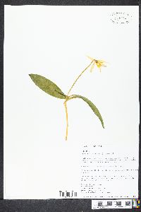 Erythronium umbilicatum image