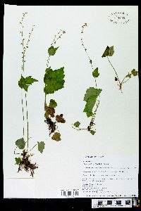 Mitella diphylla image