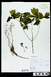 Caulophyllum thalictroides image