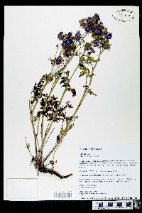 Phacelia bipinnatifida image