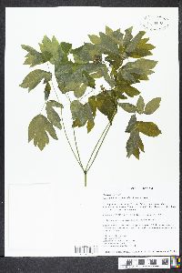 Caulophyllum thalictroides image