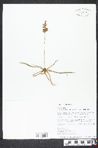 Platanthera clavellata image