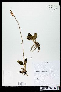 Goodyera pubescens image