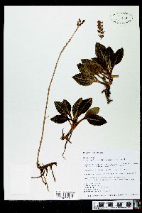 Goodyera pubescens image