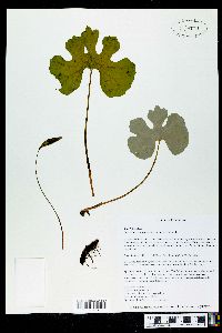 Sanguinaria canadensis var. rotundifolia image