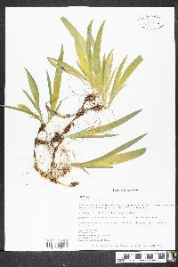 Iris cristata image