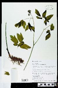 Caulophyllum thalictroides image