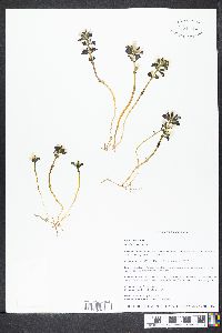 Obolaria virginica image