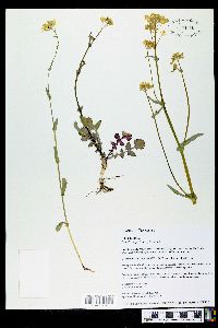 Brassica rapa image