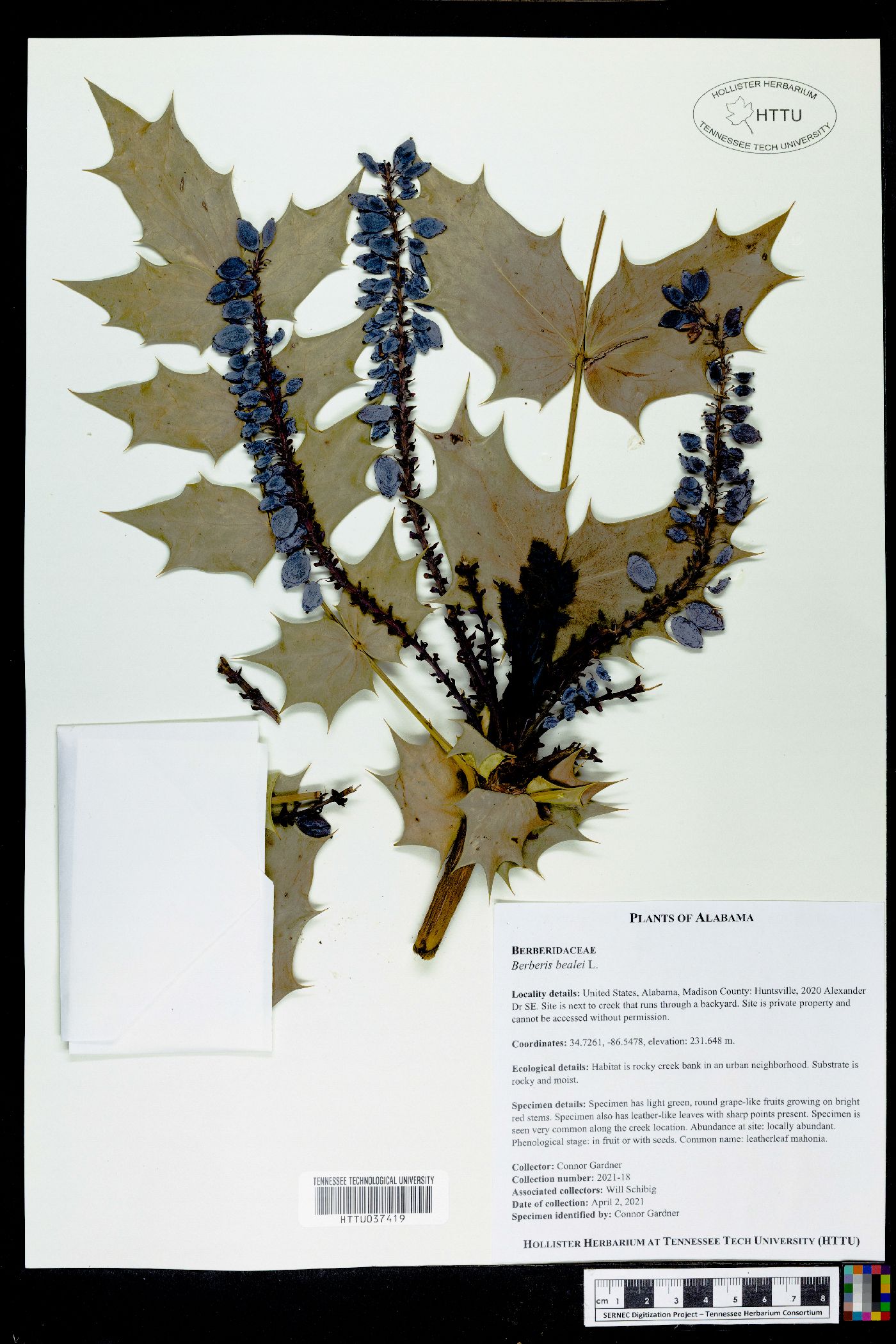 Mahonia bealei image