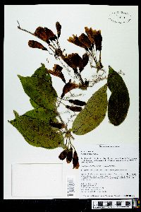 Bignonia capreolata image