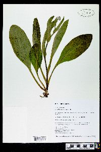 Cynoglossum virginianum image