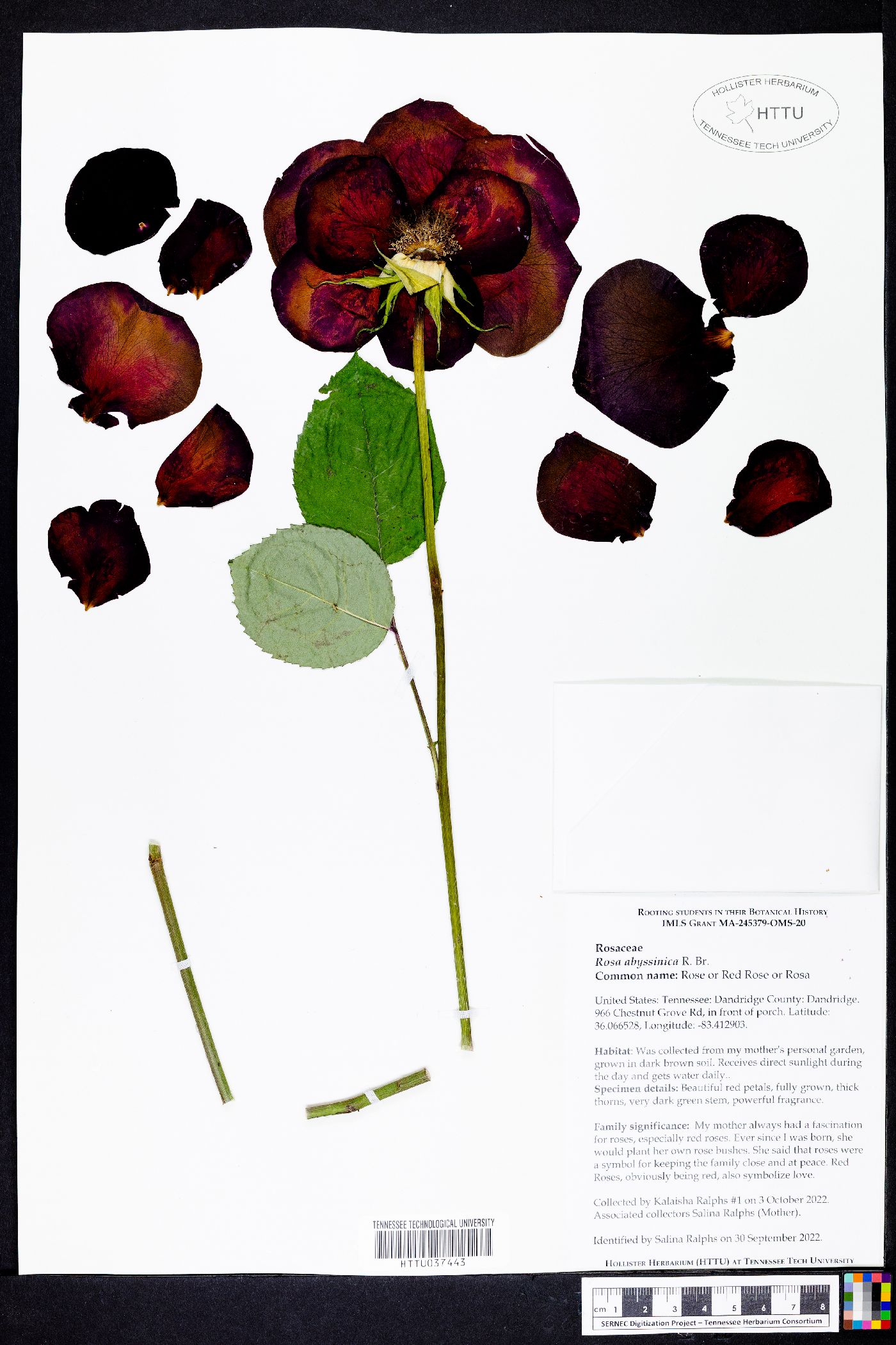 Rosa abyssinica image