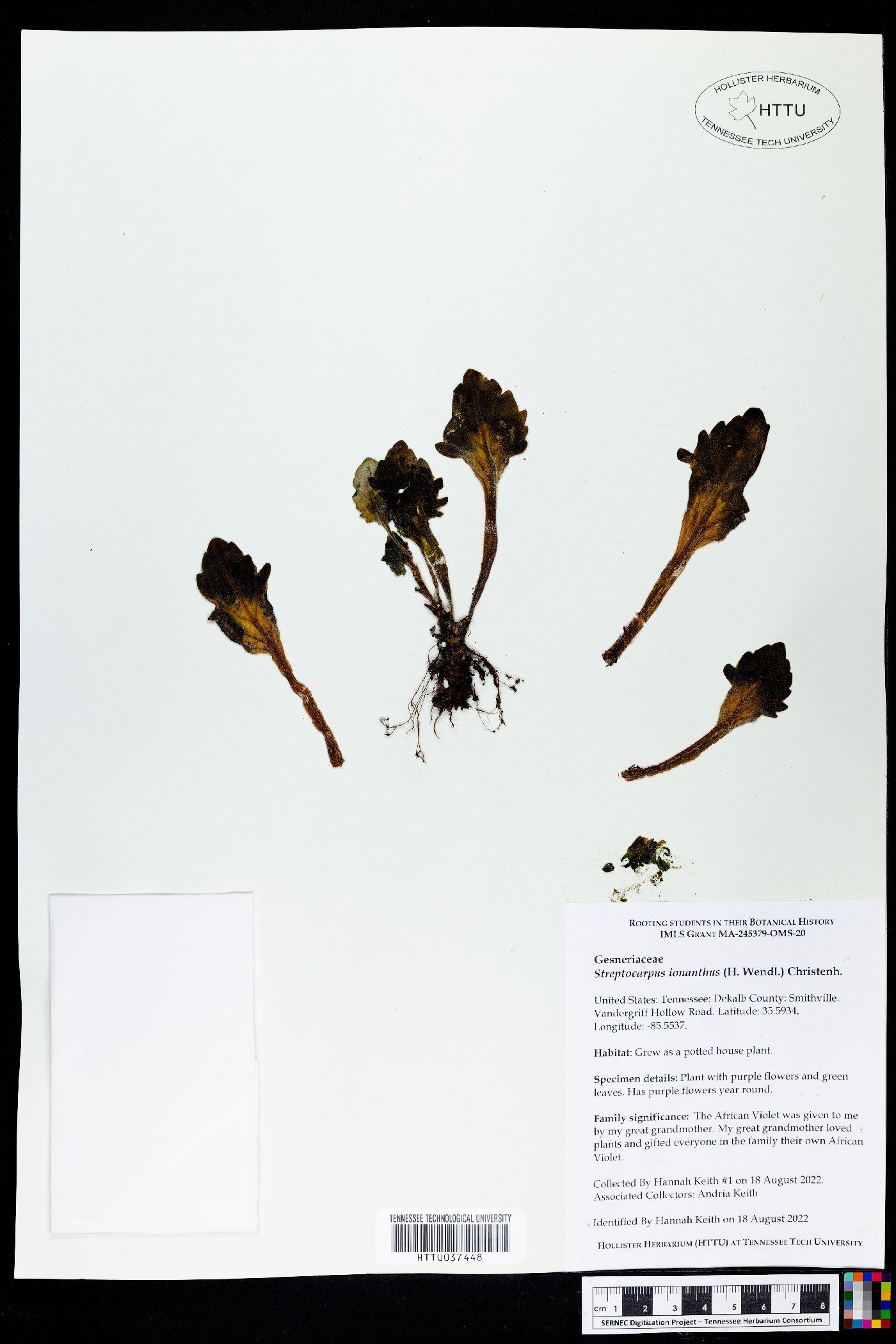 Streptocarpus ionanthus image