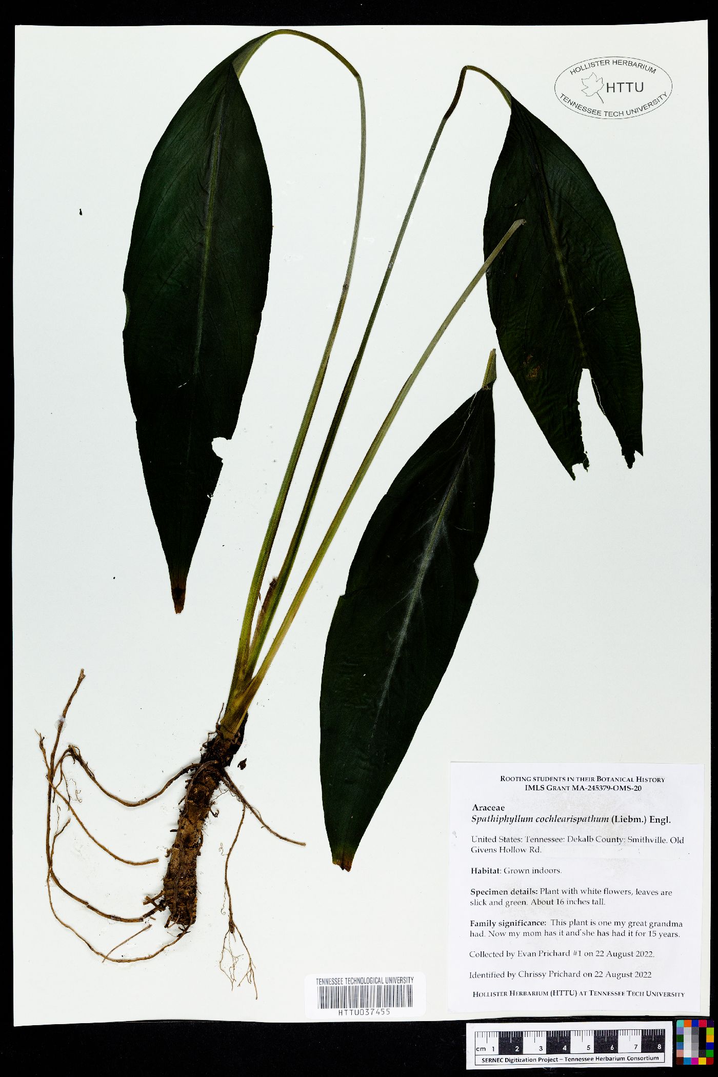 Spathiphyllum cochlearispathum image