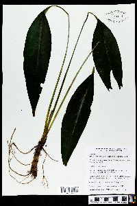 Spathiphyllum cochlearispathum image